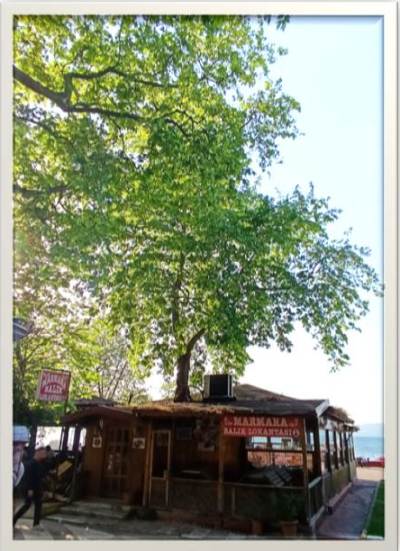 balıkçı 